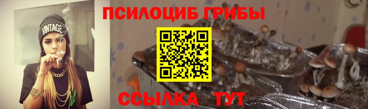 Дагестанские Огни  Псилоцибиновые грибы мухоморы  Вход с VPN  Галлюциногенные грибы Psilocybe 